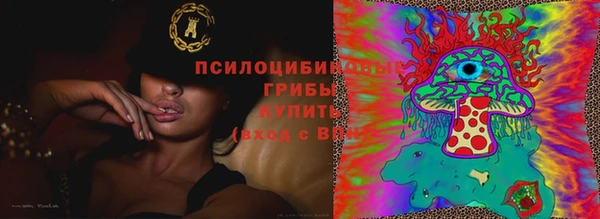 хмурый Магас